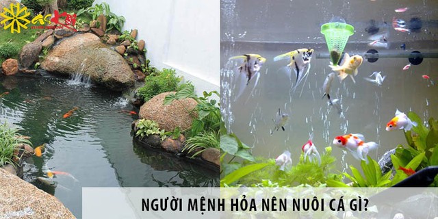 Một số loài cá đặc biệt có thể mang lại may mắn và hỗ trợ tốt cho gia chủ mệnh Hỏa khi nuôi  - Ảnh 2.
