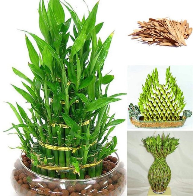 Cây cảnh giúp không gian bếp thu hút tài lộc và may mắn - Ảnh 3. Cây cảnh giúp không gian bếp thu hút tài lộc và may mắn - Ảnh 3.