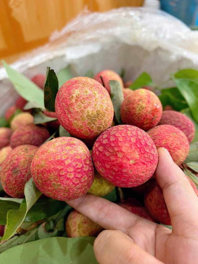 Vải u trứng trắng Hải Dương giá tiền trăm gây ‘sốt’ thị trường hoa quả Việt - Ảnh 11. Vải u trứng trắng Hải Dương giá tiền trăm gây ‘sốt’ thị trường hoa quả Việt - Ảnh 11.