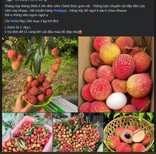 Vải u trứng trắng Hải Dương giá tiền trăm gây ‘sốt’ thị trường hoa quả Việt - Ảnh 6. Vải u trứng trắng Hải Dương giá tiền trăm gây ‘sốt’ thị trường hoa quả Việt - Ảnh 6.