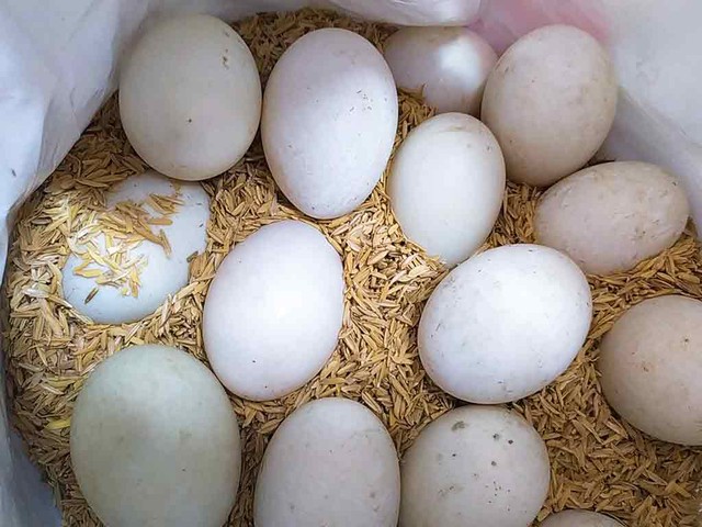 trung-vit-17465010432971279155824.jpg