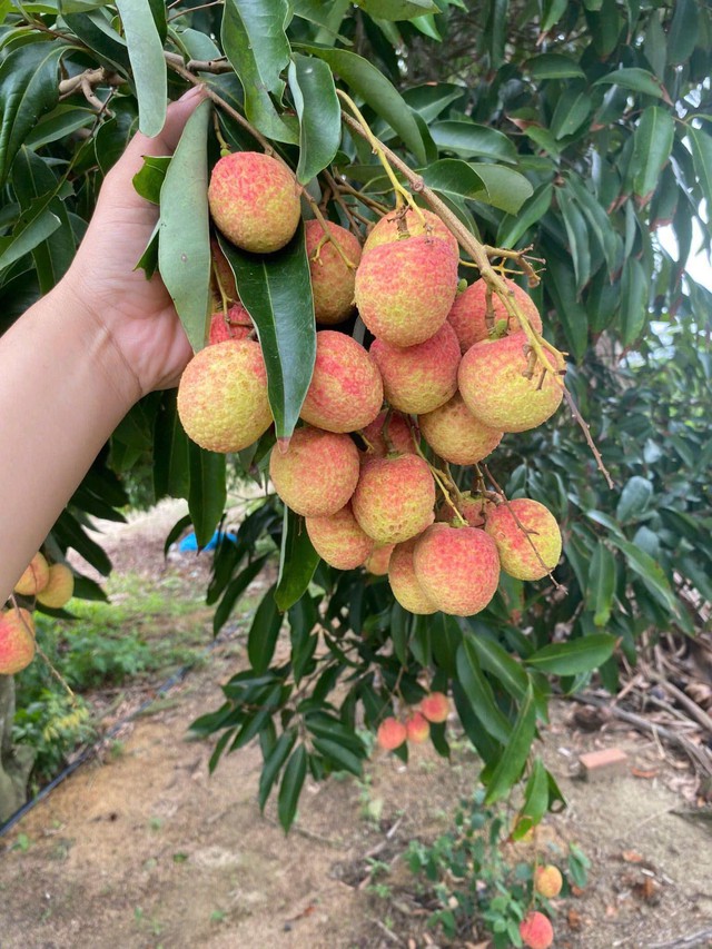Vải u hồng đầu mùa giá đắt hơn sầu riêng, tiểu thương nhập hàng không đủ để bán- Ảnh 5. Vải u hồng đầu mùa giá đắt hơn sầu riêng, tiểu thương nhập hàng không đủ để bán- Ảnh 5.