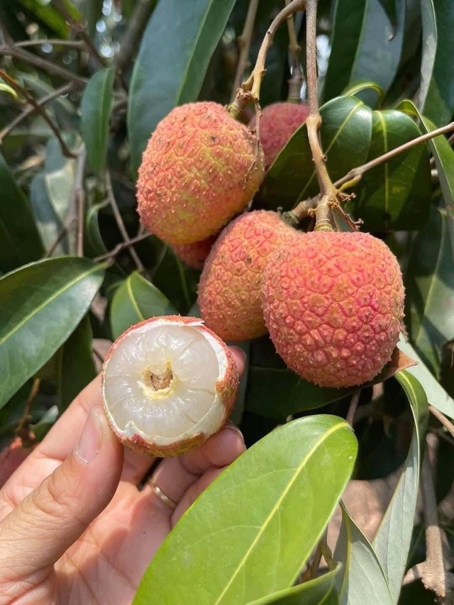 Vải u hồng đầu mùa giá đắt hơn sầu riêng, tiểu thương nhập hàng không đủ để bán- Ảnh 10. Vải u hồng đầu mùa giá đắt hơn sầu riêng, tiểu thương nhập hàng không đủ để bán- Ảnh 10.