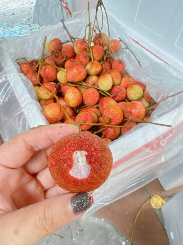 Vải u hồng đầu mùa giá đắt hơn sầu riêng, tiểu thương nhập hàng không đủ để bán- Ảnh 9. Vải u hồng đầu mùa giá đắt hơn sầu riêng, tiểu thương nhập hàng không đủ để bán- Ảnh 9.