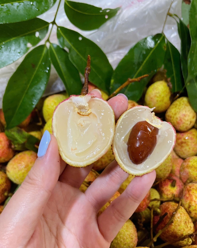 Vải u hồng đầu mùa giá đắt hơn sầu riêng, tiểu thương nhập hàng không đủ để bán- Ảnh 11. Vải u hồng đầu mùa giá đắt hơn sầu riêng, tiểu thương nhập hàng không đủ để bán- Ảnh 11.