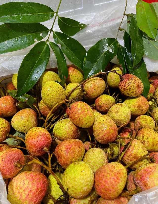Vải u hồng đầu mùa giá đắt hơn sầu riêng, tiểu thương nhập hàng không đủ để bán- Ảnh 6. Vải u hồng đầu mùa giá đắt hơn sầu riêng, tiểu thương nhập hàng không đủ để bán- Ảnh 6.