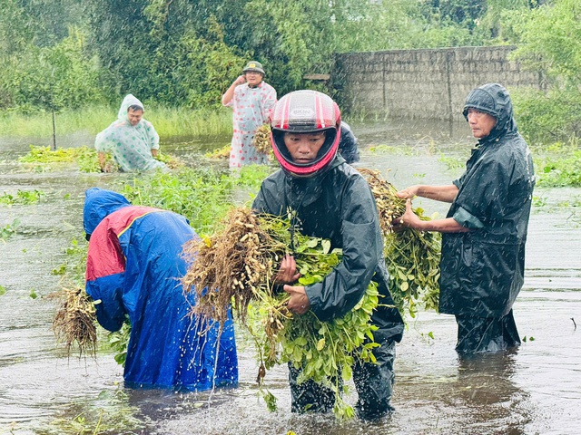 Cá nuôi lồng chết hàng loạt do mưa lớn, thiệt hại tiền tỷ- Ảnh 1. Cá nuôi lồng chết hàng loạt do mưa lớn, thiệt hại tiền tỷ- Ảnh 1.