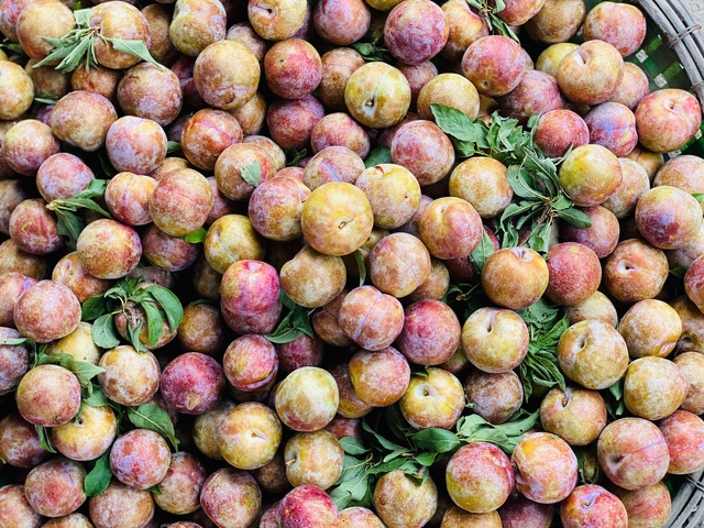 Mận hậu bán ngập thị trường, tiểu thương chỉ cách phân biệt mận Việt và mận Trung Quốc- Ảnh 6.