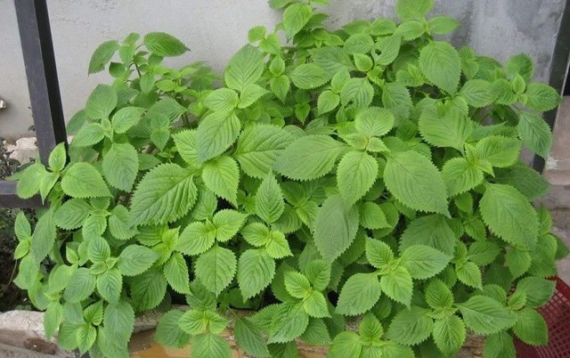 Thứ rau kèm bún đậu lại là 'cứu tinh' cho người bị mẩn ngứa, mề đay, dị ứng thời tiết- Ảnh 2. Thứ rau kèm bún đậu lại là 'cứu tinh' cho người bị mẩn ngứa, mề đay, dị ứng thời tiết- Ảnh 2.