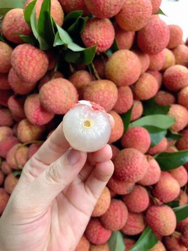 Loại quả đặc sản Việt đang vào mùa bán đầy chợ giá rẻ bèo, xuất nước ngoài lên tiền triệu/kg- Ảnh 12. Loại quả đặc sản Việt đang vào mùa bán đầy chợ giá rẻ bèo, xuất nước ngoài lên tiền triệu/kg- Ảnh 12.