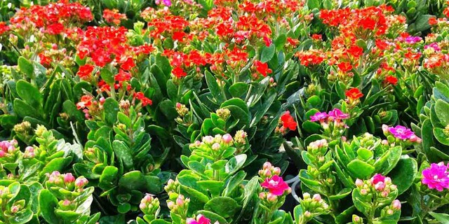 Vị trí đặt cây sống đời trong nhà giúp thu hút tài lộc và kích hoạt vận may- Ảnh 5. Vị trí đặt cây sống đời trong nhà giúp thu hút tài lộc và kích hoạt vận may- Ảnh 5.