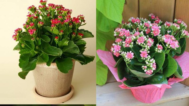 Vị trí đặt cây sống đời trong nhà giúp thu hút tài lộc và kích hoạt vận may- Ảnh 3. Vị trí đặt cây sống đời trong nhà giúp thu hút tài lộc và kích hoạt vận may- Ảnh 3.