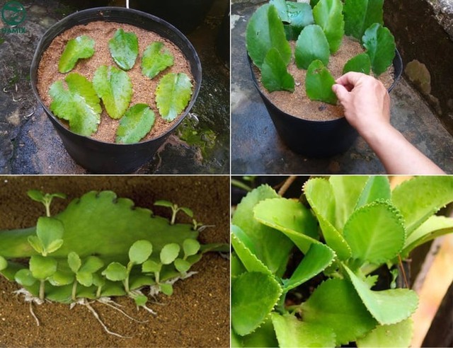 Vị trí đặt cây sống đời trong nhà giúp thu hút tài lộc và kích hoạt vận may- Ảnh 4. Vị trí đặt cây sống đời trong nhà giúp thu hút tài lộc và kích hoạt vận may- Ảnh 4.