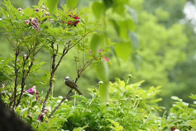 Tháng sinh Âm lịch của người thông minh, sắc sảo- Ảnh 3. Tháng sinh Âm lịch của người thông minh, sắc sảo- Ảnh 3.