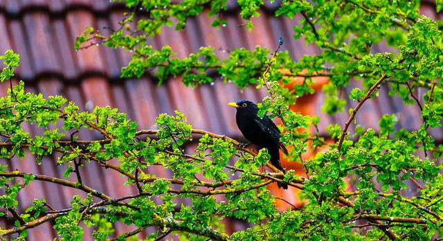 Tháng sinh Âm lịch của người thông minh, sắc sảo- Ảnh 2. Tháng sinh Âm lịch của người thông minh, sắc sảo- Ảnh 2.