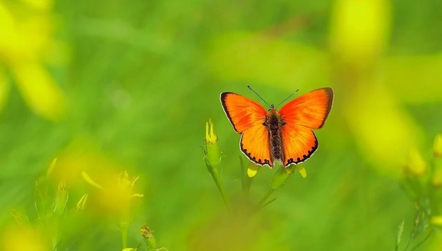 Người có ngày sinh Âm lịch kết thúc bằng 4 số này, nghèo khó chỉ là tạm thời, vận may đổ về từ nửa đời sau - Ảnh 4. Người có ngày sinh Âm lịch kết thúc bằng 4 số này, nghèo khó chỉ là tạm thời, vận may đổ về từ nửa đời sau - Ảnh 4.