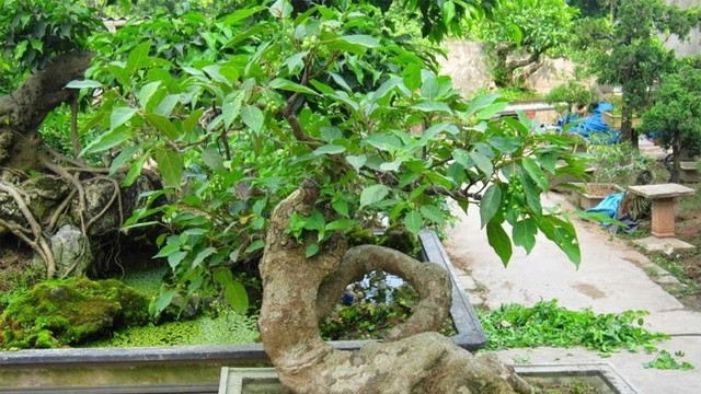 Nên trồng cây sung và đặt cây sung tại vị trí nào trong nhà để đem lại may mắn?- Ảnh 2. Nên trồng cây sung và đặt cây sung tại vị trí nào trong nhà để đem lại may mắn?- Ảnh 2.