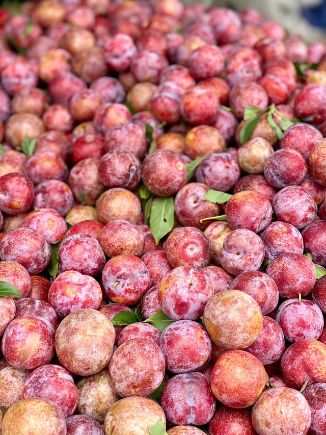Mận hậu giảm giá sâu chỉ còn vài nghìn đồng/kg bán đổ đống đầy thị trường - Ảnh 3. Mận hậu giảm giá sâu chỉ còn vài nghìn đồng/kg bán đổ đống đầy thị trường - Ảnh 3.