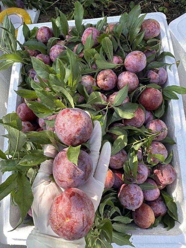 Mận hậu giảm giá sâu chỉ còn vài nghìn đồng/kg bán đổ đống đầy thị trường - Ảnh 13. Mận hậu giảm giá sâu chỉ còn vài nghìn đồng/kg bán đổ đống đầy thị trường - Ảnh 13.