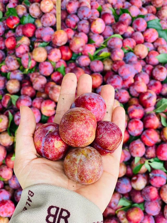 Mận hậu giảm giá sâu chỉ còn vài nghìn đồng/kg bán đổ đống đầy thị trường - Ảnh 11. Mận hậu giảm giá sâu chỉ còn vài nghìn đồng/kg bán đổ đống đầy thị trường - Ảnh 11.