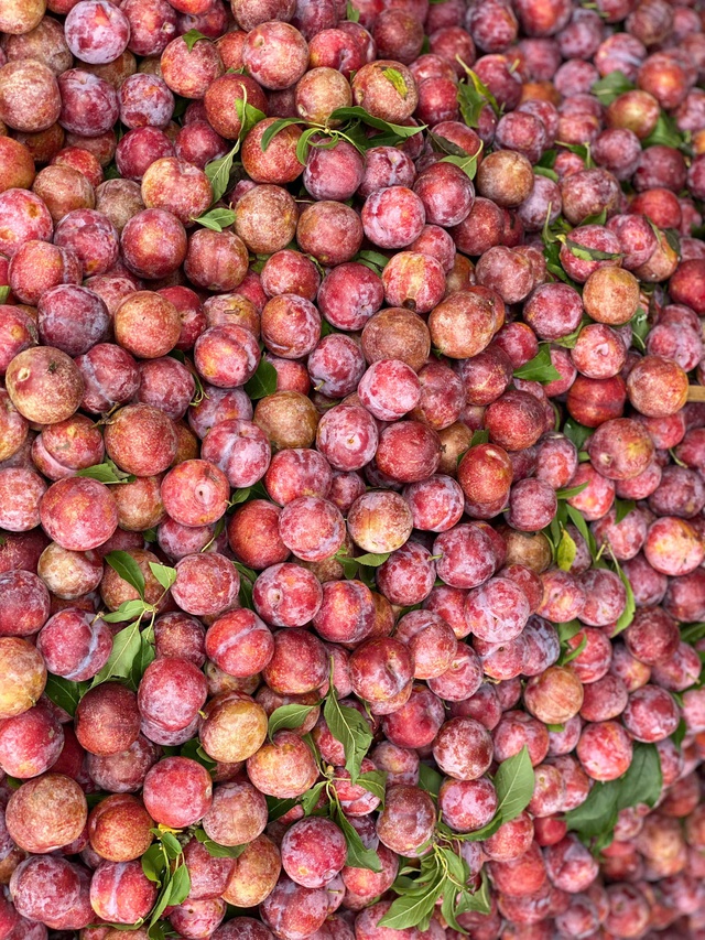 Mận hậu giảm giá sâu chỉ còn vài nghìn đồng/kg bán đổ đống đầy thị trường - Ảnh 10. Mận hậu giảm giá sâu chỉ còn vài nghìn đồng/kg bán đổ đống đầy thị trường - Ảnh 10.