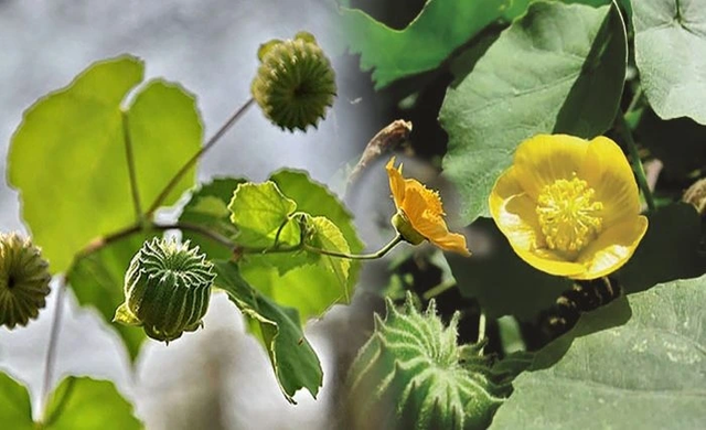 Ù tai ở người cao tuổi - Vấn đề không thể xem thường- Ảnh 3. Ù tai ở người cao tuổi - Vấn đề không thể xem thường- Ảnh 3.