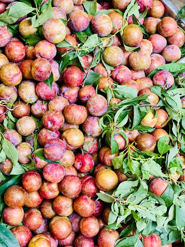 Loại quả giàu chất xơ là đặc sản Tây Bắc vào mùa bán đầy chợ giá hơn chục nghìn đồng/kg- Ảnh 2. Loại quả giàu chất xơ là đặc sản Tây Bắc vào mùa bán đầy chợ giá hơn chục nghìn đồng/kg- Ảnh 2.