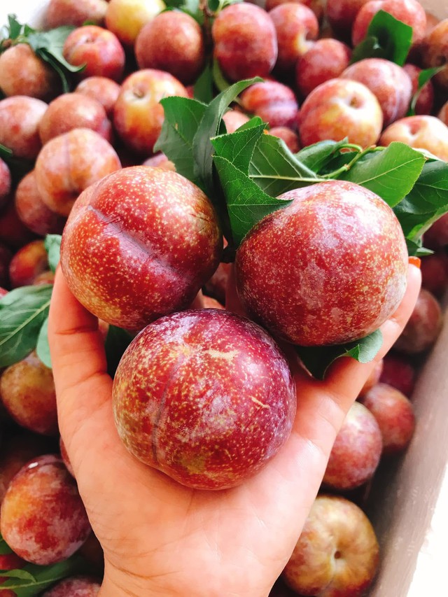 Loại quả giàu chất xơ là đặc sản Tây Bắc vào mùa bán đầy chợ giá hơn chục nghìn đồng/kg- Ảnh 6. Loại quả giàu chất xơ là đặc sản Tây Bắc vào mùa bán đầy chợ giá hơn chục nghìn đồng/kg- Ảnh 6.