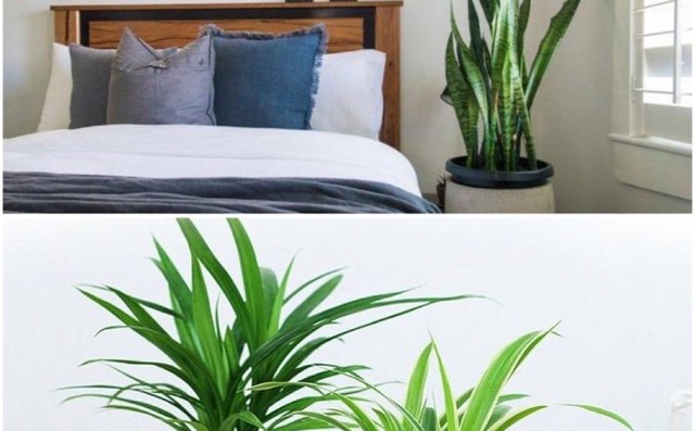 Những loại cây nhả khí oxy vào ban đêm, trồng trong phòng ngủ giúp tăng sinh dương khí, ngủ ngon và cải thiện sức khỏe- Ảnh 2. Những loại cây nhả khí oxy vào ban đêm, trồng trong phòng ngủ giúp tăng sinh dương khí, ngủ ngon và cải thiện sức khỏe- Ảnh 2.