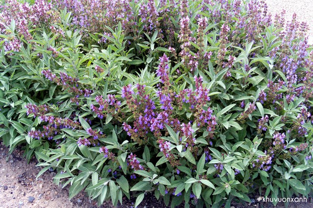 cay-xo-thom-sage-salvia-officinalis-17512567423471855623789.jpg