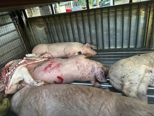 Tin sáng 5/6: Lời khai của tài xế xe tải mua lợn chết mang đi tiêu thụ; vì sao 2 vụ cháy căn hộ chung cư ở Hà Nội đều xuất phát từ phòng ngủ? - Ảnh 1. Tin sáng 5/6: Lời khai của tài xế xe tải mua lợn chết mang đi tiêu thụ; vì sao 2 vụ cháy căn hộ chung cư ở Hà Nội đều xuất phát từ phòng ngủ? - Ảnh 1.