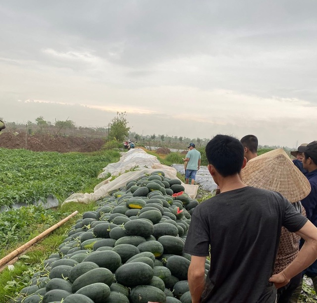 Loại quả được ví là ‘vị thuốc’ giải nhiệt mùa hè vào mùa bán la liệt vỉa hè giá 5.000 đồng/kg - Ảnh 10. Loại quả được ví là ‘vị thuốc’ giải nhiệt mùa hè vào mùa bán la liệt vỉa hè giá 5.000 đồng/kg - Ảnh 10.