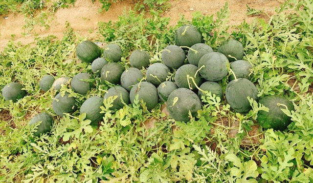 Loại quả được ví là ‘vị thuốc’ giải nhiệt mùa hè vào mùa bán la liệt vỉa hè giá 5.000 đồng/kg - Ảnh 9. Loại quả được ví là ‘vị thuốc’ giải nhiệt mùa hè vào mùa bán la liệt vỉa hè giá 5.000 đồng/kg - Ảnh 9.