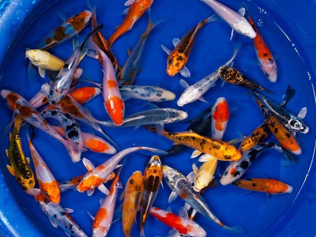 Top những loài cá phong thủy mang lại may mắn- Ảnh 2. Top những loài cá phong thủy mang lại may mắn- Ảnh 2.