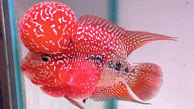 Top những loài cá phong thủy mang lại may mắn- Ảnh 5. Top những loài cá phong thủy mang lại may mắn- Ảnh 5.