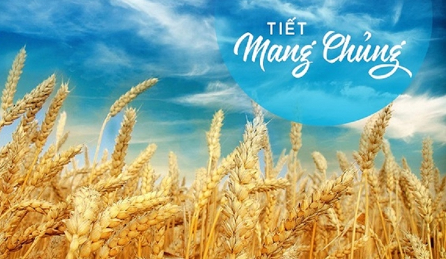 Tiết khí Mang Chủng năm 2025 khi nào? Đây là những điều cần làm để giữ sức khỏe, mang tài lộc về nhà- Ảnh 3. Tiết khí Mang Chủng năm 2025 khi nào? Đây là những điều cần làm để giữ sức khỏe, mang tài lộc về nhà- Ảnh 3.