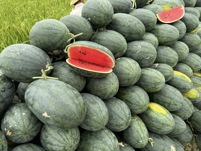 Tiểu thương lý giải nguyên nhân dưa hấu bán tràn ngập thị trường giá chỉ 5.000 đồng/kg, - Ảnh 1. Tiểu thương lý giải nguyên nhân dưa hấu bán tràn ngập thị trường giá chỉ 5.000 đồng/kg, - Ảnh 1.