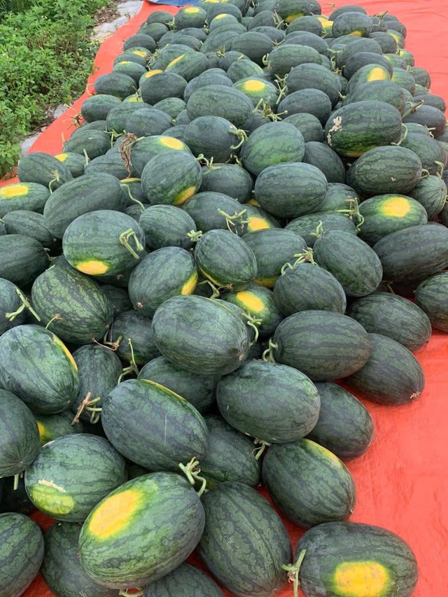 Tiểu thương lý giải nguyên nhân dưa hấu bán tràn ngập thị trường giá chỉ 5.000 đồng/kg, - Ảnh 9. Tiểu thương lý giải nguyên nhân dưa hấu bán tràn ngập thị trường giá chỉ 5.000 đồng/kg, - Ảnh 9.