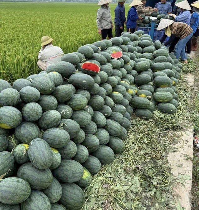 Tiểu thương lý giải nguyên nhân dưa hấu bán tràn ngập thị trường giá chỉ 5.000 đồng/kg, - Ảnh 4. Tiểu thương lý giải nguyên nhân dưa hấu bán tràn ngập thị trường giá chỉ 5.000 đồng/kg, - Ảnh 4.