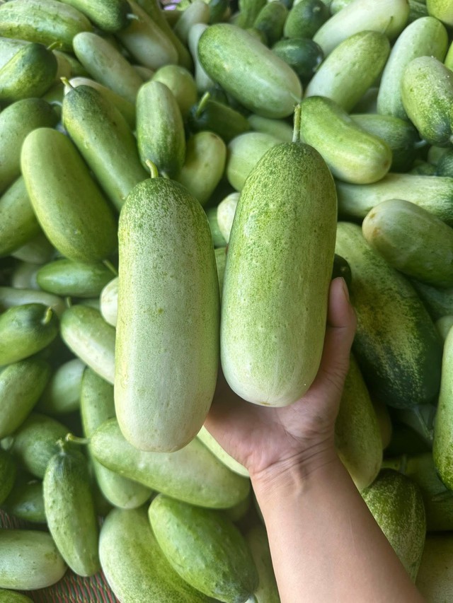 Loại dưa chuột ‘khủng’ cả kg/quả, đặc sản vùng Tây Bắc được chị em thi nhau săn đón - Ảnh 7.
