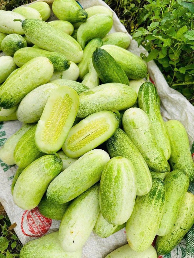 Loại dưa chuột ‘khủng’ cả kg/quả, đặc sản vùng Tây Bắc được chị em thi nhau săn đón - Ảnh 4.