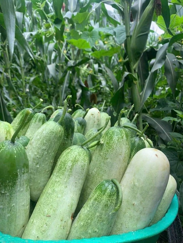 Loại dưa chuột ‘khủng’ cả kg/quả, đặc sản vùng Tây Bắc được chị em thi nhau săn đón - Ảnh 6.
