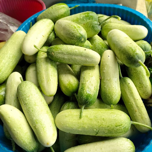 Loại dưa chuột ‘khủng’ cả kg/quả, đặc sản vùng Tây Bắc được chị em thi nhau săn đón - Ảnh 5.
