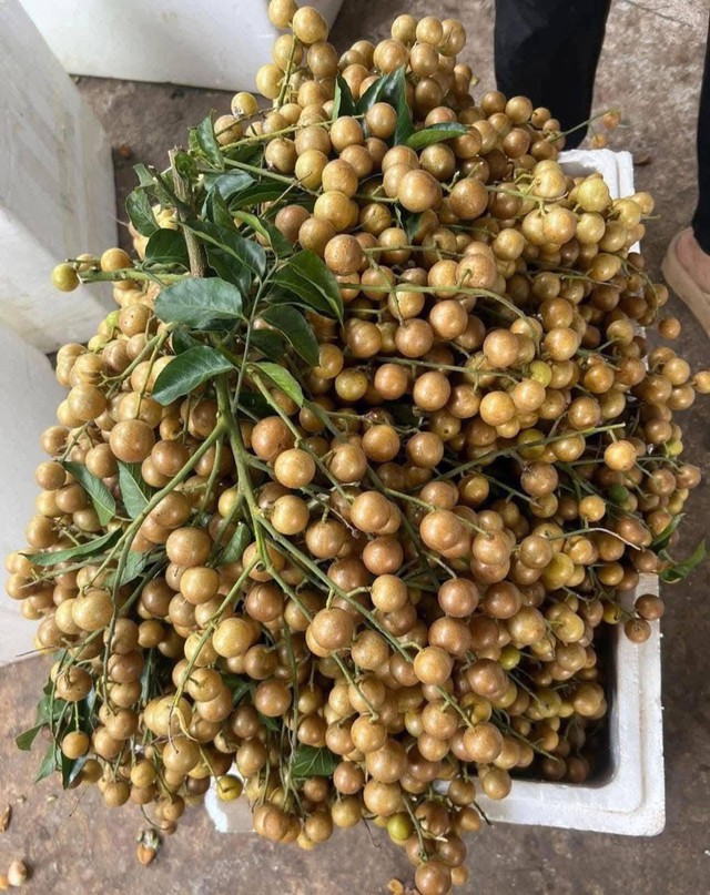Chị em đua nhau mua quất hồng bì giá rẻ, chỉ từ 15.000 đồng/kg để ngâm trị ho và ăn được vài tháng- Ảnh 3. Chị em đua nhau mua quất hồng bì giá rẻ, chỉ từ 15.000 đồng/kg để ngâm trị ho và ăn được vài tháng- Ảnh 3.