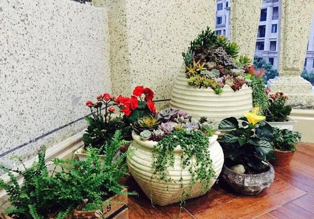Tác hại của việc trồng quá nhiều cây trong nhà, ảnh hưởng đến sức khỏe và tài lộc- Ảnh 3. Tác hại của việc trồng quá nhiều cây trong nhà, ảnh hưởng đến sức khỏe và tài lộc- Ảnh 3.