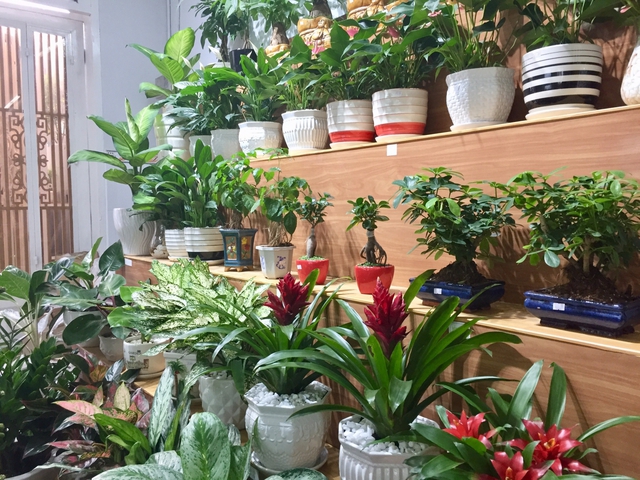 Tác hại của việc trồng quá nhiều cây trong nhà, ảnh hưởng đến sức khỏe và tài lộc- Ảnh 4. Tác hại của việc trồng quá nhiều cây trong nhà, ảnh hưởng đến sức khỏe và tài lộc- Ảnh 4.