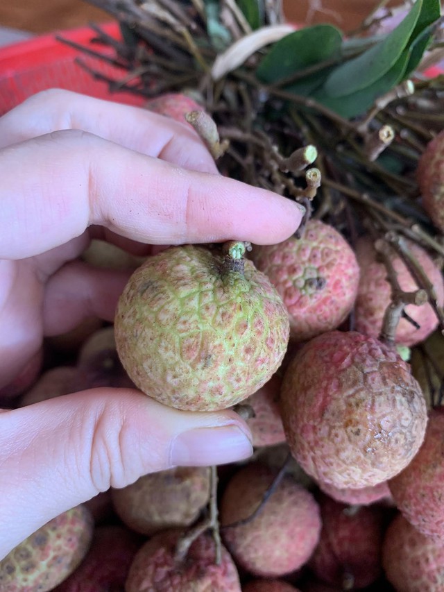Vải thiều vào cuối vụ giá bán siêu rẻ, chị em truyền nhau bí quyết bảo quản quả vải tươi cả tháng- Ảnh 4. Vải thiều vào cuối vụ giá bán siêu rẻ, chị em truyền nhau bí quyết bảo quản quả vải tươi cả tháng- Ảnh 4.