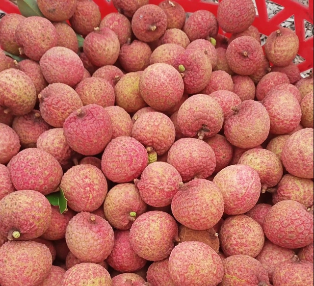 Vải thiều vào cuối vụ giá bán siêu rẻ, chị em truyền nhau bí quyết bảo quản quả vải tươi cả tháng- Ảnh 7. Vải thiều vào cuối vụ giá bán siêu rẻ, chị em truyền nhau bí quyết bảo quản quả vải tươi cả tháng- Ảnh 7.