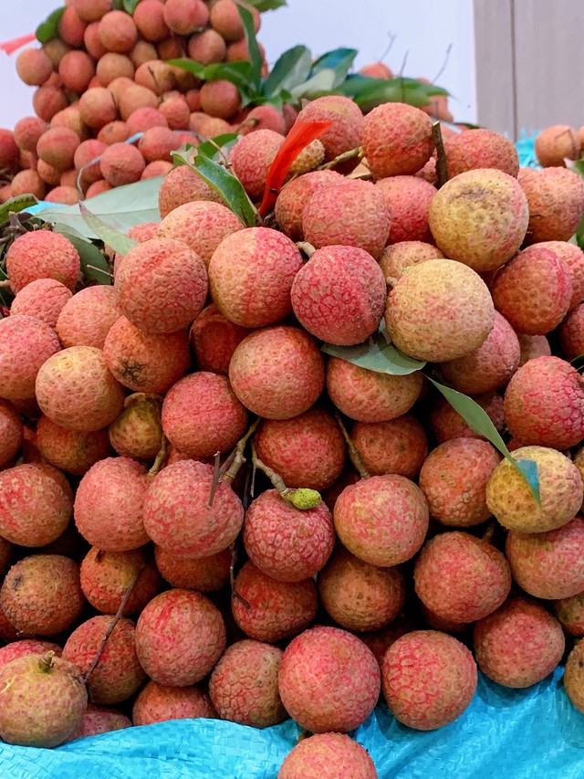 Vải thiều vào cuối vụ giá bán siêu rẻ, chị em truyền nhau bí quyết bảo quản quả vải tươi cả tháng- Ảnh 3. Vải thiều vào cuối vụ giá bán siêu rẻ, chị em truyền nhau bí quyết bảo quản quả vải tươi cả tháng- Ảnh 3.