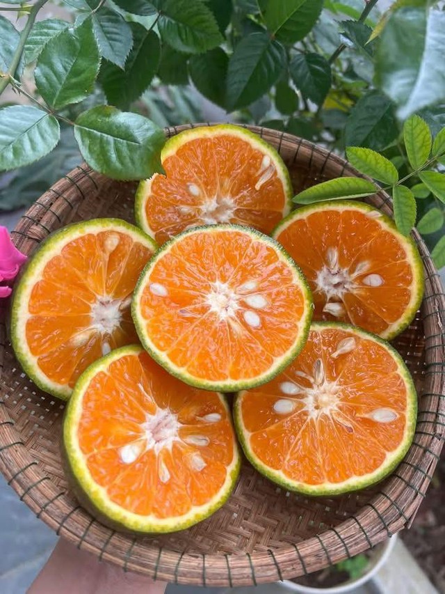 Loại quả ‘quốc dân’ giàu vitamin C bán đầy chợ Việt giá rẻ bèo, chỉ hơn chục nghìn đồng/kg - Ảnh 10. Loại quả ‘quốc dân’ giàu vitamin C bán đầy chợ Việt giá rẻ bèo, chỉ hơn chục nghìn đồng/kg - Ảnh 10.